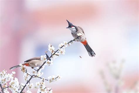 放鳥語譯|放鳥